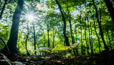 Read on for key webinar takeaways in brief, and watch on-demand to catch up in full. Image: The Woodland Trust
